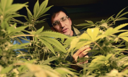 Richard Lee, of Oaksterdam University, looks at cannabis plants maintained by students in July.